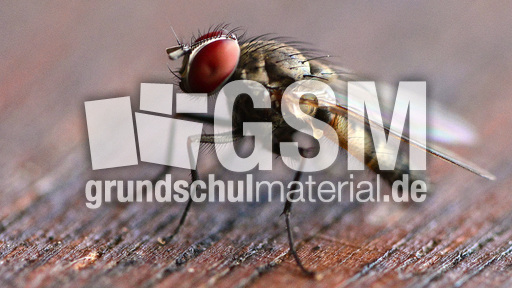 Stubenfliege (8).jpg